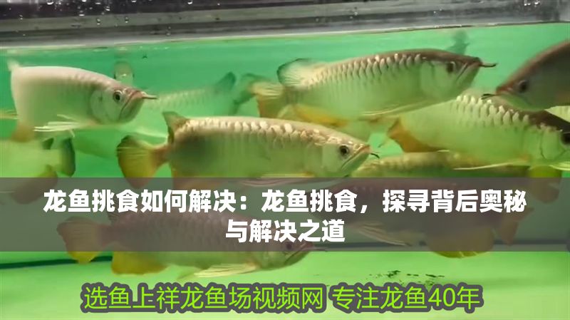 龍魚挑食如何解決：龍魚挑食，探尋背后奧秘與解決之道