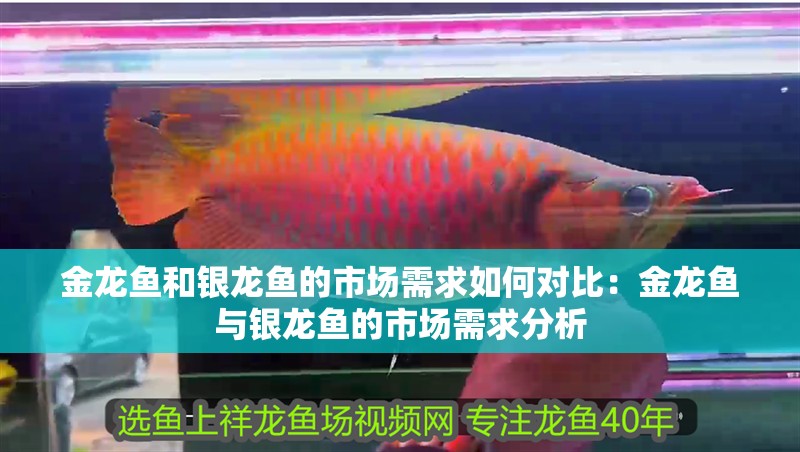 金龍魚(yú)和銀龍魚(yú)的市場(chǎng)需求如何對(duì)比：金龍魚(yú)與銀龍魚(yú)的市場(chǎng)需求分析