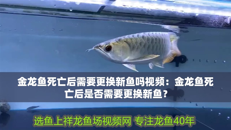 金龍魚死亡后需要更換新魚嗎視頻：金龍魚死亡后是否需要更換新魚？