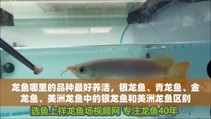 龍魚哪里的品種最好養活，銀龍魚、青龍魚、金龍魚、美洲龍魚中的銀龍魚和美洲龍魚區別