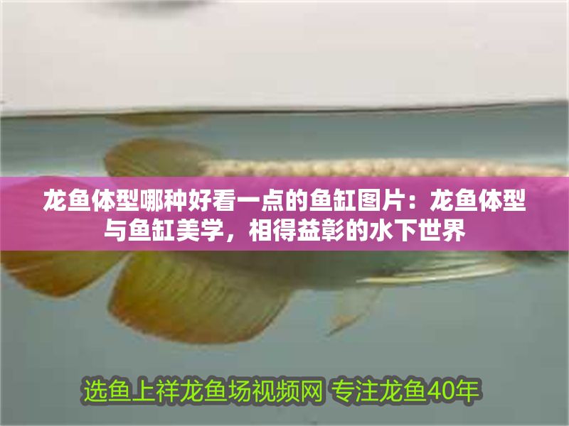 龍魚體型哪種好看一點的魚缸圖片：龍魚體型與魚缸美學，相得益彰的水下世界