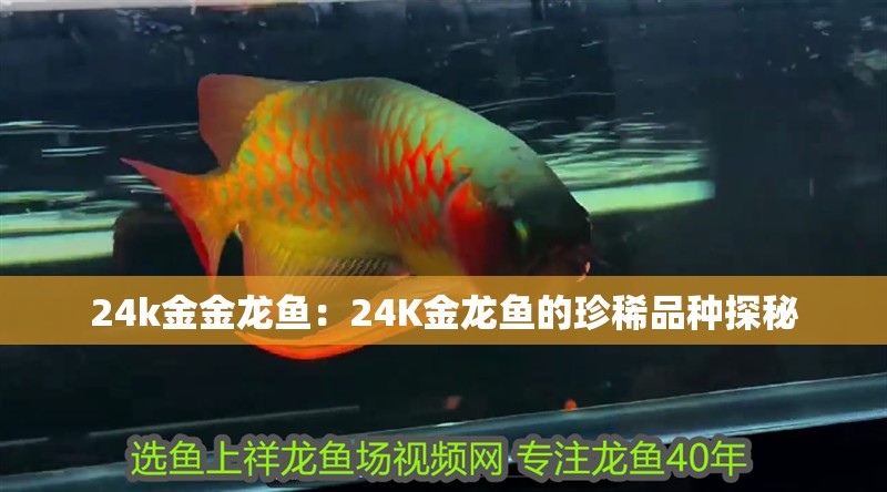 24k金金龍魚：24K金龍魚的珍稀品種探秘