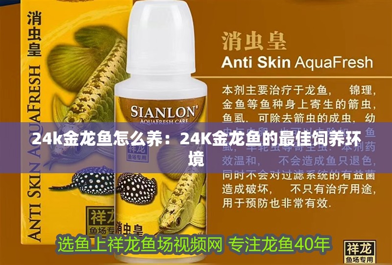 24k金龍魚怎么養：24K金龍魚的最佳飼養環境