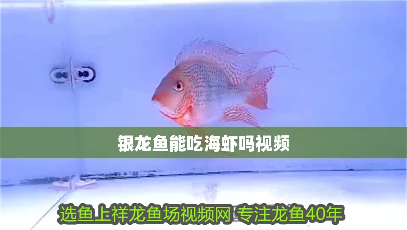 銀龍魚能吃海蝦嗎視頻