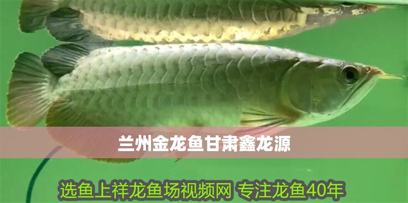 蘭州金龍魚甘肅鑫龍源 蘭州金龍魚甘肅鑫龍源 龍魚百科