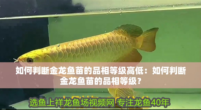 如何判斷金龍魚苗的品相等級(jí)高低：如何判斷金龍魚苗的品相等級(jí)？