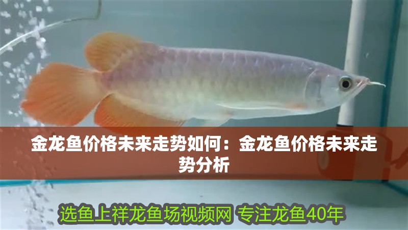 金龍魚價格未來走勢如何：金龍魚價格未來走勢分析