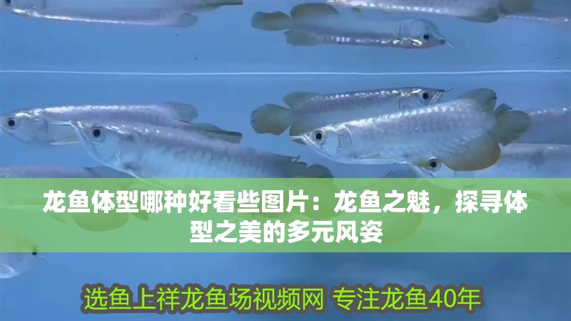 龍魚體型哪種好看些圖片：龍魚之魅，探尋體型之美的多元風(fēng)姿