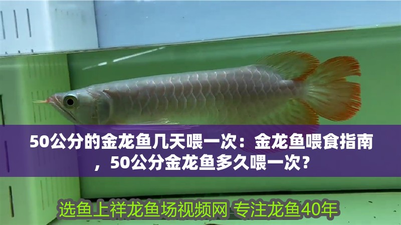 50公分的金龍魚幾天喂一次：金龍魚喂食指南，50公分金龍魚多久喂一次？