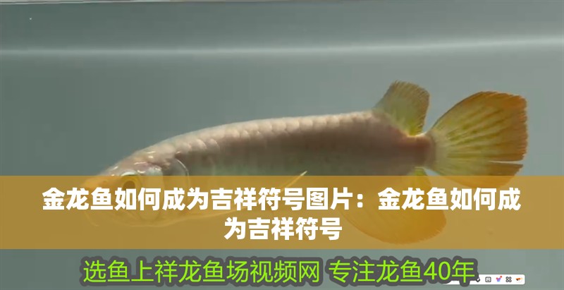 金龍魚如何成為吉祥符號(hào)圖片：金龍魚如何成為吉祥符號(hào)