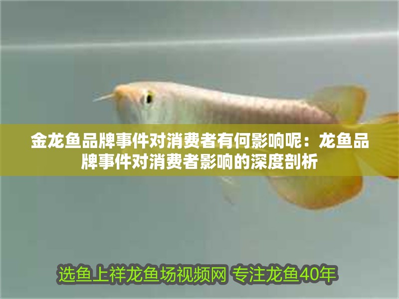 金龍魚品牌事件對消費者有何影響呢：龍魚品牌事件對消費者影響的深度剖析