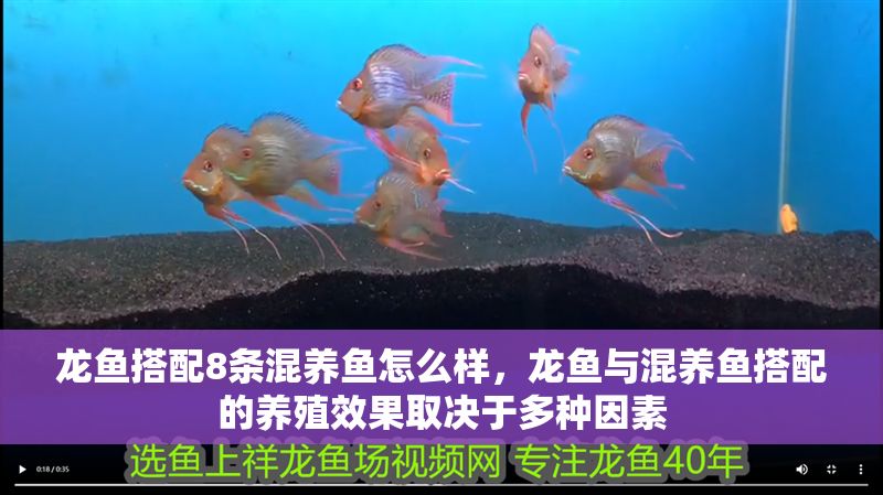 龍魚(yú)搭配8條混養(yǎng)魚(yú)怎么樣，龍魚(yú)與混養(yǎng)魚(yú)搭配的養(yǎng)殖效果取決于多種因素 龍魚(yú)搭配8條混養(yǎng)魚(yú)怎么樣，龍魚(yú)與混養(yǎng)魚(yú)搭配的養(yǎng)殖效果取決于多種因素 龍魚(yú)百科 第2張