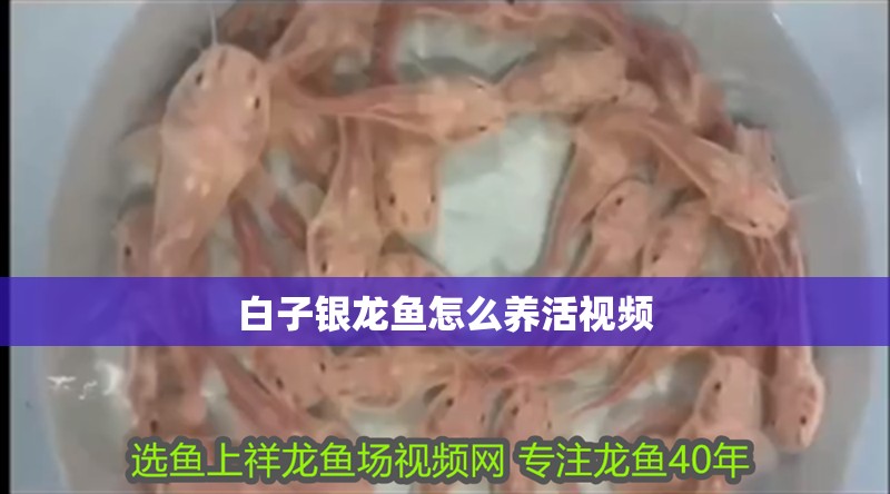 白子銀龍魚怎么養(yǎng)活視頻 白子銀龍魚怎么養(yǎng)活視頻 龍魚百科