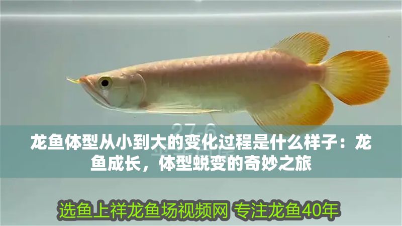 龍魚(yú)體型從小到大的變化過(guò)程是什么樣子：龍魚(yú)成長(zhǎng)，體型蛻變的奇妙之旅