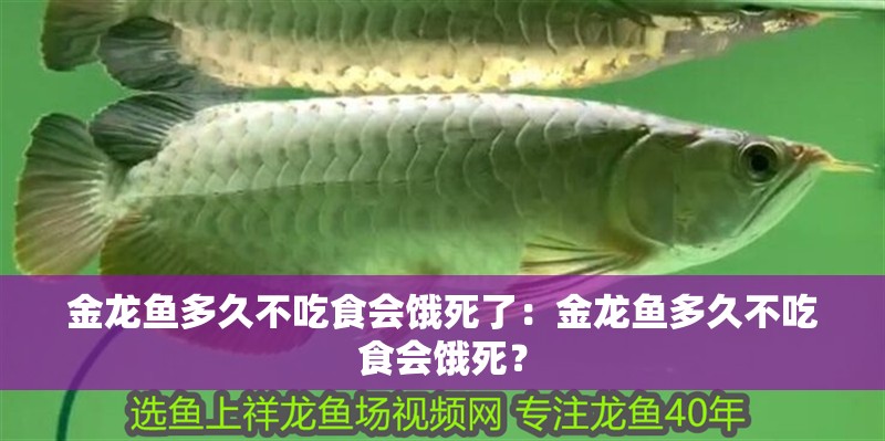 金龍魚多久不吃食會餓死了：金龍魚多久不吃食會餓死？