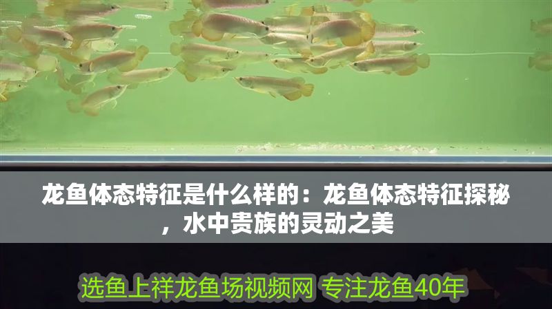 龍魚體態特征是什么樣的：龍魚體態特征探秘，水中貴族的靈動之美 龍魚體態特征是什么樣的：龍魚體態特征探秘，水中貴族的靈動之美 龍魚百科 第1張