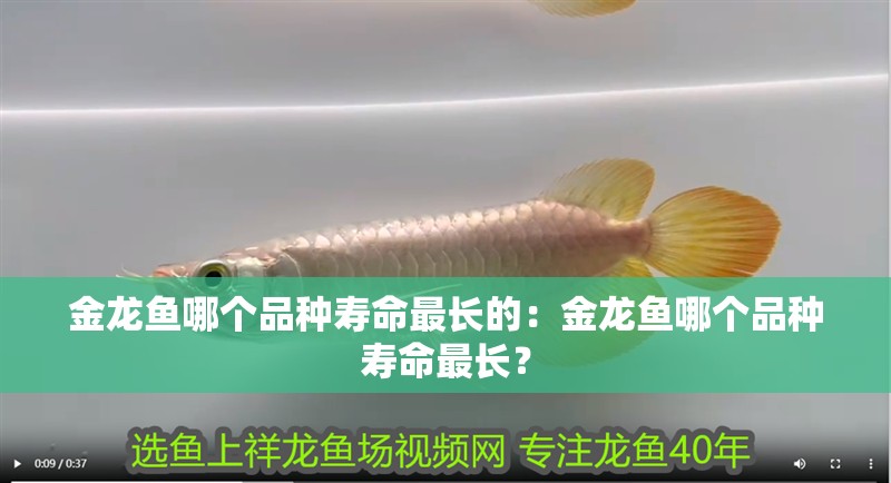 金龍魚(yú)哪個(gè)品種壽命最長(zhǎng)的：金龍魚(yú)哪個(gè)品種壽命最長(zhǎng)？