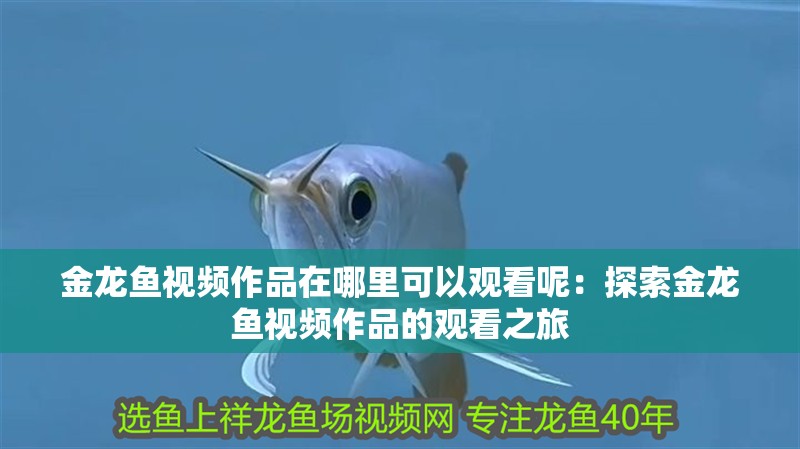金龍魚視頻作品在哪里可以觀看呢：探索金龍魚視頻作品的觀看之旅