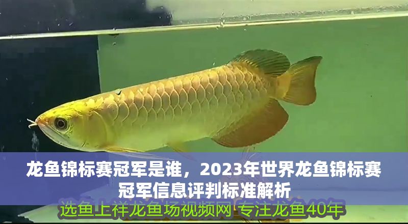 龍魚錦標(biāo)賽冠軍是誰，2023年世界龍魚錦標(biāo)賽冠軍信息評(píng)判標(biāo)準(zhǔn)解析
