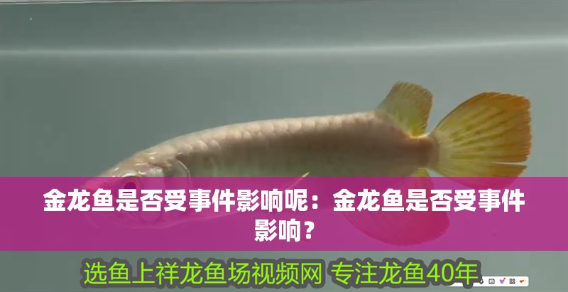 金龍魚是否受事件影響呢：金龍魚是否受事件影響？