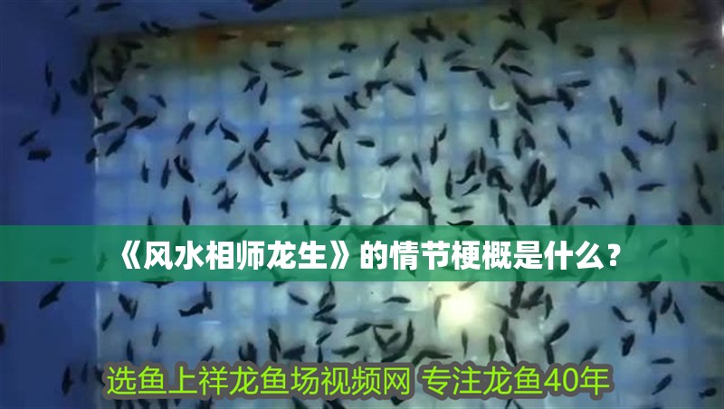 《風水相師龍生》的情節梗概是什么？