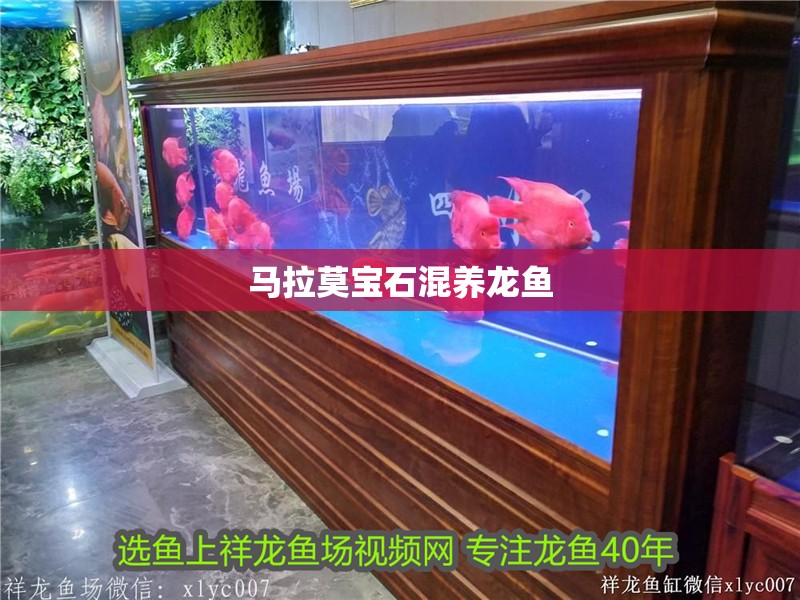 馬拉莫寶石混養龍魚