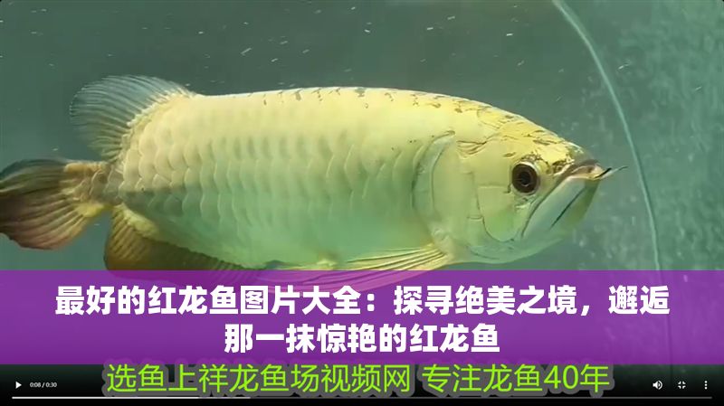 最好的紅龍魚圖片大全：探尋絕美之境，邂逅那一抹驚艷的紅龍魚