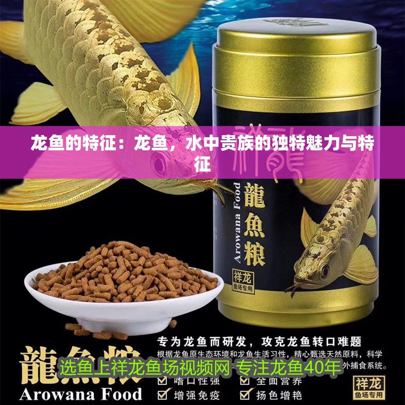 龍魚的特征：龍魚，水中貴族的獨特魅力與特征