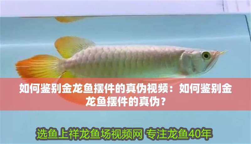 如何鑒別金龍魚擺件的真偽視頻：如何鑒別金龍魚擺件的真偽？