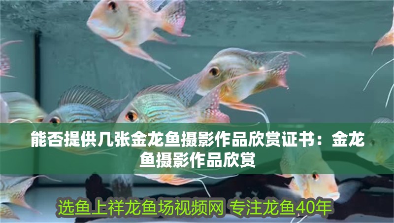 能否提供幾張金龍魚攝影作品欣賞證書：金龍魚攝影作品欣賞