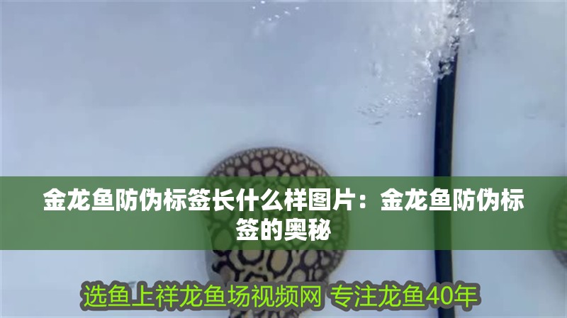 金龍魚防偽標簽長什么樣圖片：金龍魚防偽標簽的奧秘 金龍魚防偽標簽長什么樣圖片：金龍魚防偽標簽的奧秘 水族問答