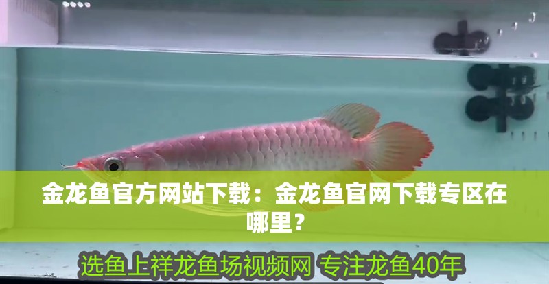 金龍魚官方網站下載：金龍魚官網下載專區在哪里？