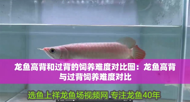 龍魚高背和過背的飼養難度對比圖：龍魚高背與過背飼養難度對比