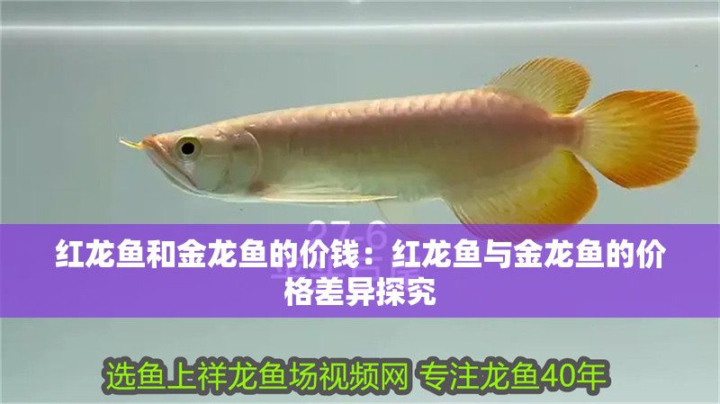 紅龍魚和金龍魚的價錢：紅龍魚與金龍魚的價格差異探究