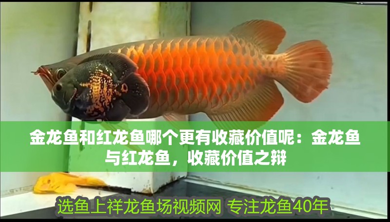 金龍魚和紅龍魚哪個更有收藏價值呢：金龍魚與紅龍魚，收藏價值之辯