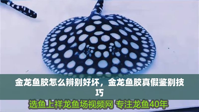 金龍魚膠怎么辨別好壞，金龍魚膠真假鑒別技巧