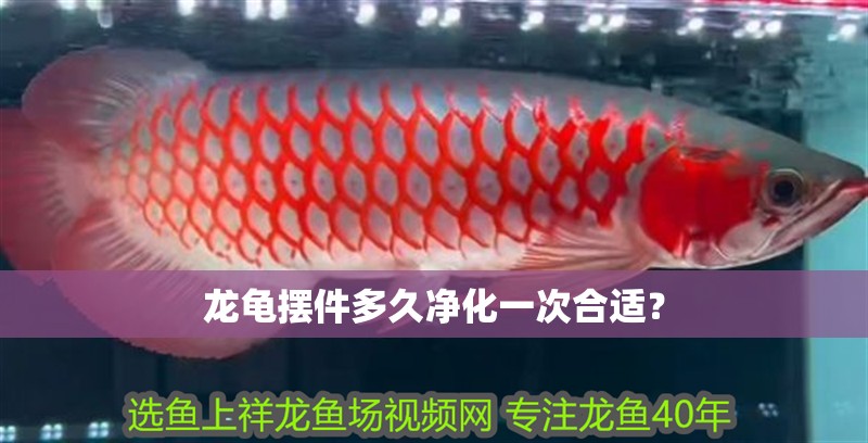 龍龜擺件多久凈化一次合適？