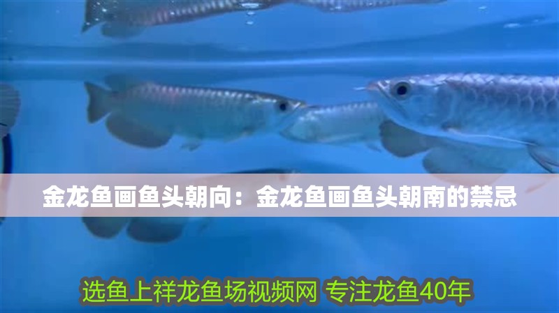 金龍魚畫魚頭朝向：金龍魚畫魚頭朝南的禁忌