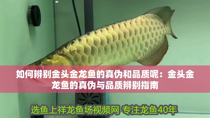 如何辨別金頭金龍魚的真偽和品質呢：金頭金龍魚的真偽與品質辨別指南