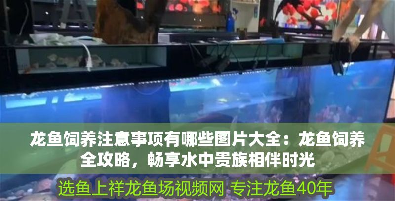 龍魚飼養注意事項有哪些圖片大全：龍魚飼養全攻略，暢享水中貴族相伴時光