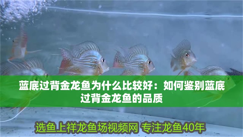 藍底過背金龍魚為什么比較好：如何鑒別藍底過背金龍魚的品質