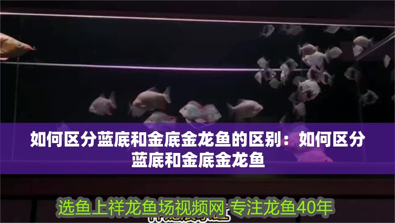 如何區(qū)分藍(lán)底和金底金龍魚的區(qū)別：如何區(qū)分藍(lán)底和金底金龍魚