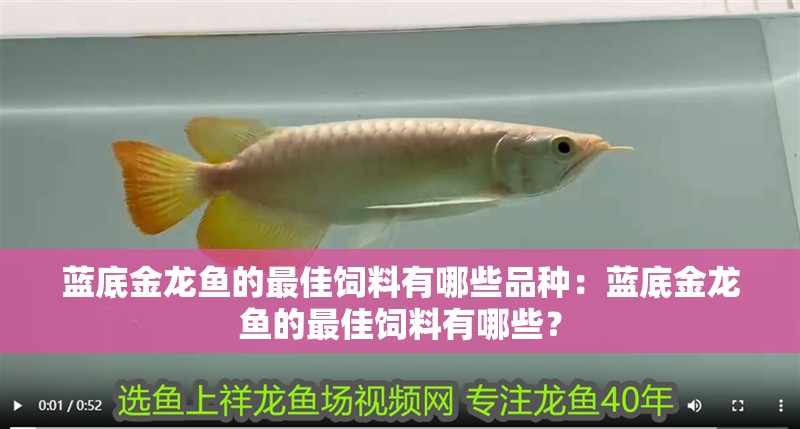 藍底金龍魚的最佳飼料有哪些品種：藍底金龍魚的最佳飼料有哪些？
