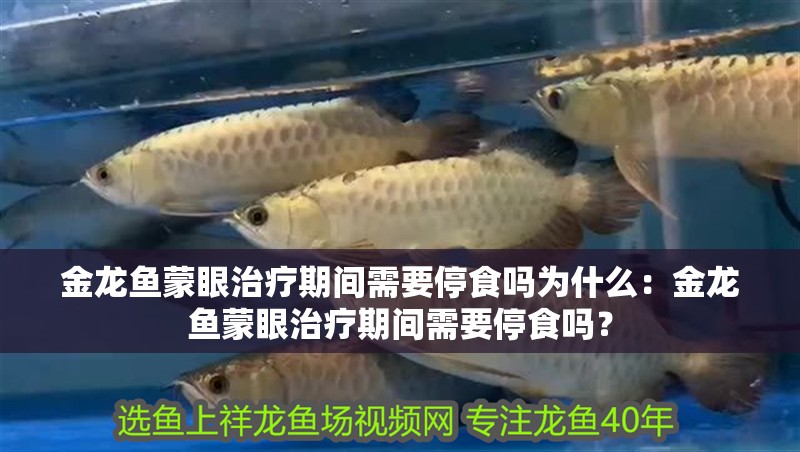 金龍魚蒙眼治療期間需要停食嗎為什么：金龍魚蒙眼治療期間需要停食嗎？