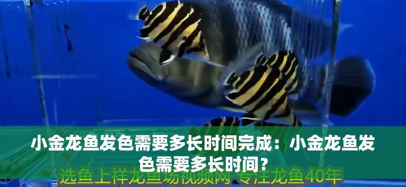 小金龍魚發(fā)色需要多長時間完成：小金龍魚發(fā)色需要多長時間？