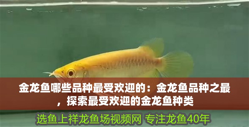 金龍魚哪些品種最受歡迎的：金龍魚品種之最，探索最受歡迎的金龍魚種類