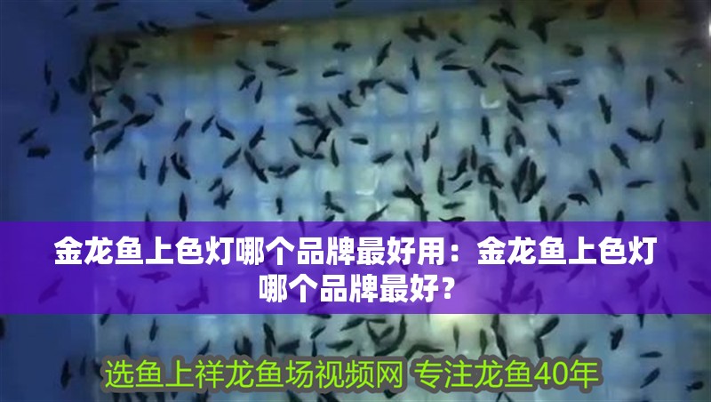 金龍魚上色燈哪個(gè)品牌最好用：金龍魚上色燈哪個(gè)品牌最好？