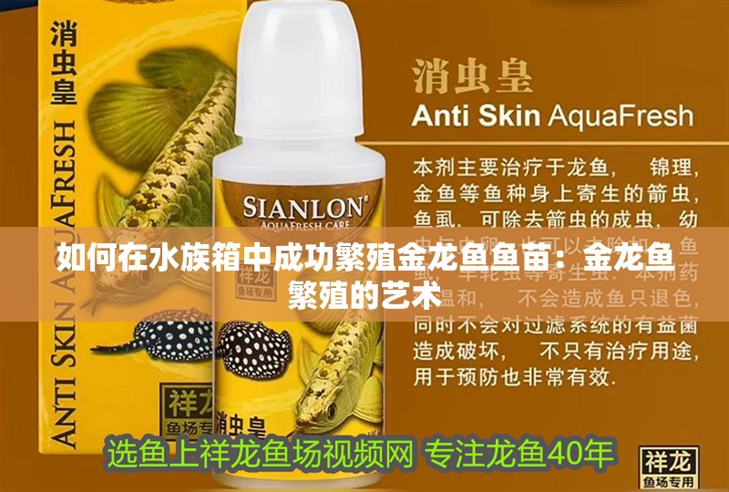 如何在水族箱中成功繁殖金龍魚魚苗：金龍魚繁殖的藝術