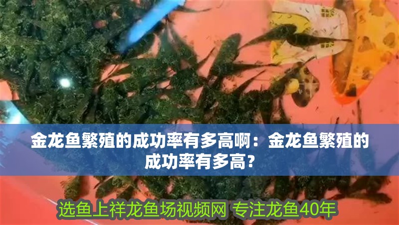 金龍魚繁殖的成功率有多高啊：金龍魚繁殖的成功率有多高？