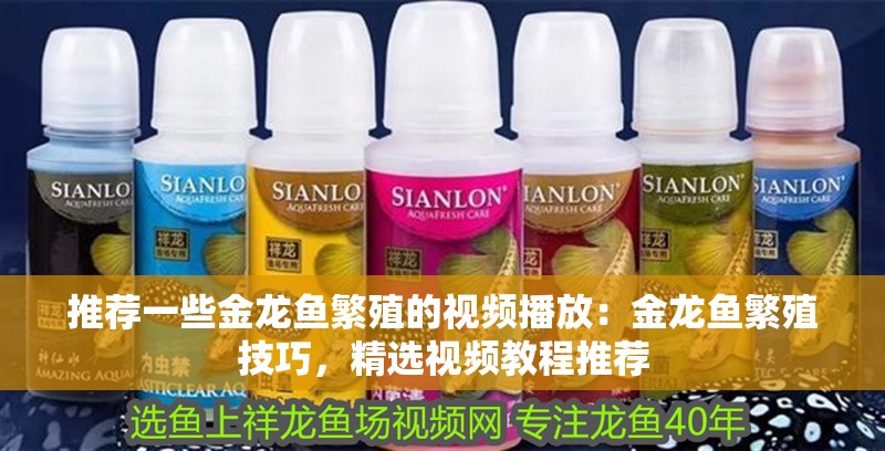 推薦一些金龍魚繁殖的視頻播放：金龍魚繁殖技巧，精選視頻教程推薦